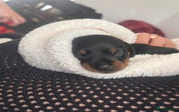 Miniature Dachshund dogs for sale: Beautiful black & tan miniature Dachshund puppies - Image 19