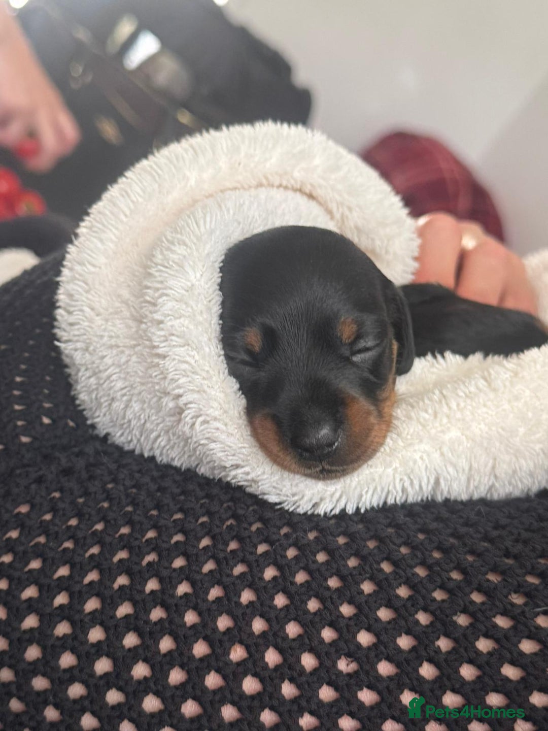Miniature Dachshund dogs for sale: Beautiful black & tan miniature Dachshund puppies - Image 19