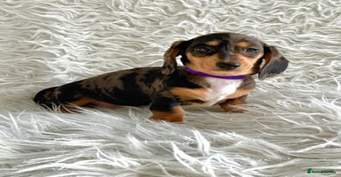 Miniature Dachshund dogs - Advert 3