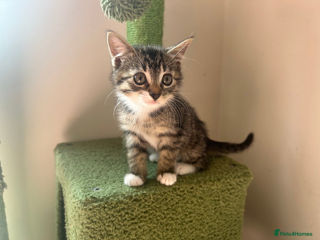 Hamster rodents for sale: 2 kittens available for CARING HOME - Image 10