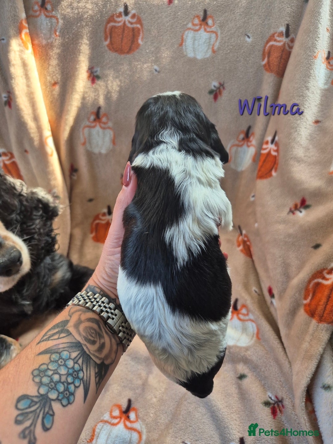 Cocker Spaniel dogs for sale: Reduced**** Ready Now Cocker Spaniel puppies 🐶  - Advert 13