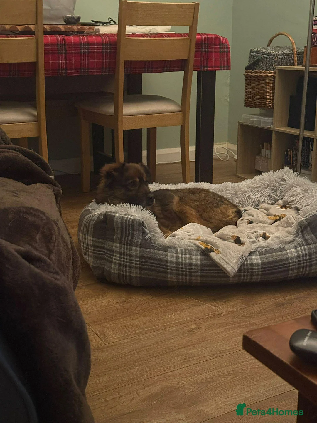 Mixed Breed dogs for adoption: RUSTY - Advert 7