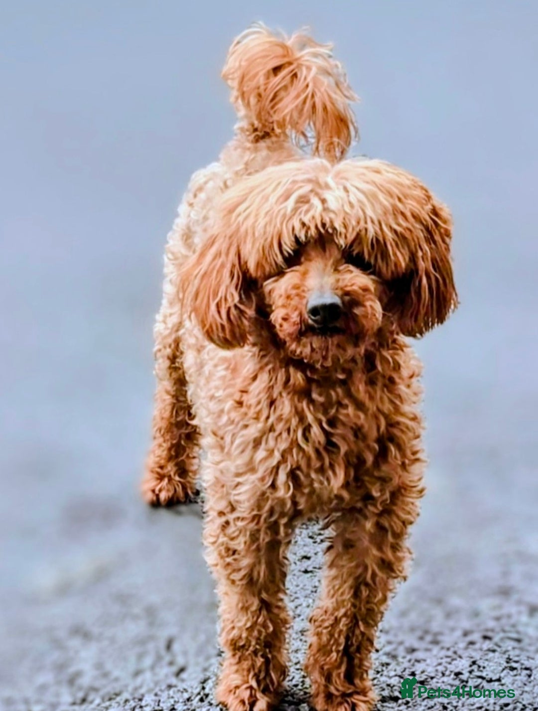 Yorkiepoo dogs for sale: GENUINE F1 YORKIEPOO PUPPIES  - Advert 17