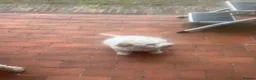 Lagotto Romagnolo dogs for sale: 9 week old bitch puppy  - Advert 4
