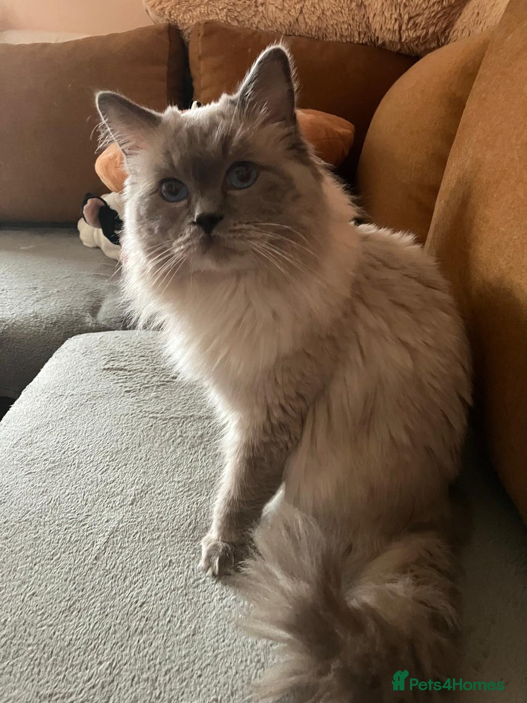 Ragdoll cats for stud: GCCF registered Proven Blue Point stud in London - Image 3