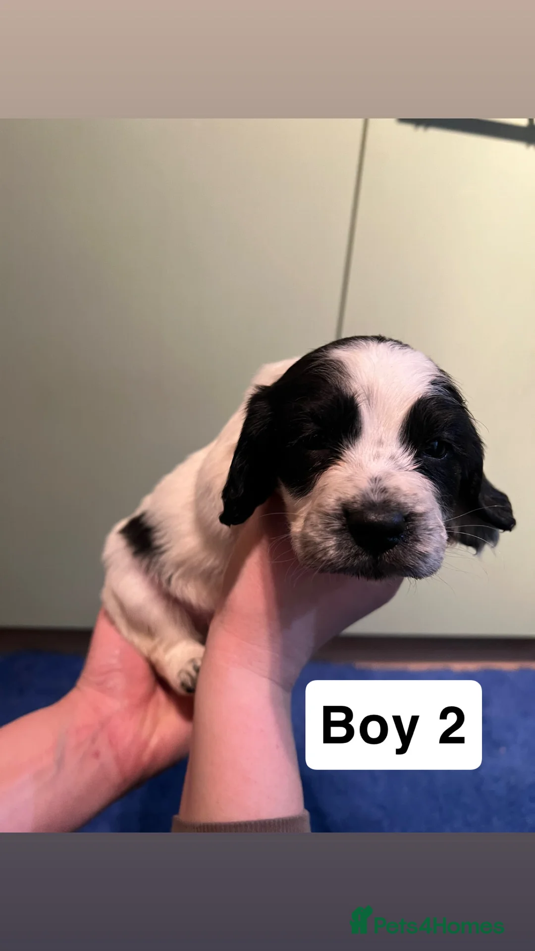 Cocker Spaniel dogs for sale: Kc Reg,health clear, working type cocker spaniel - Advert 17