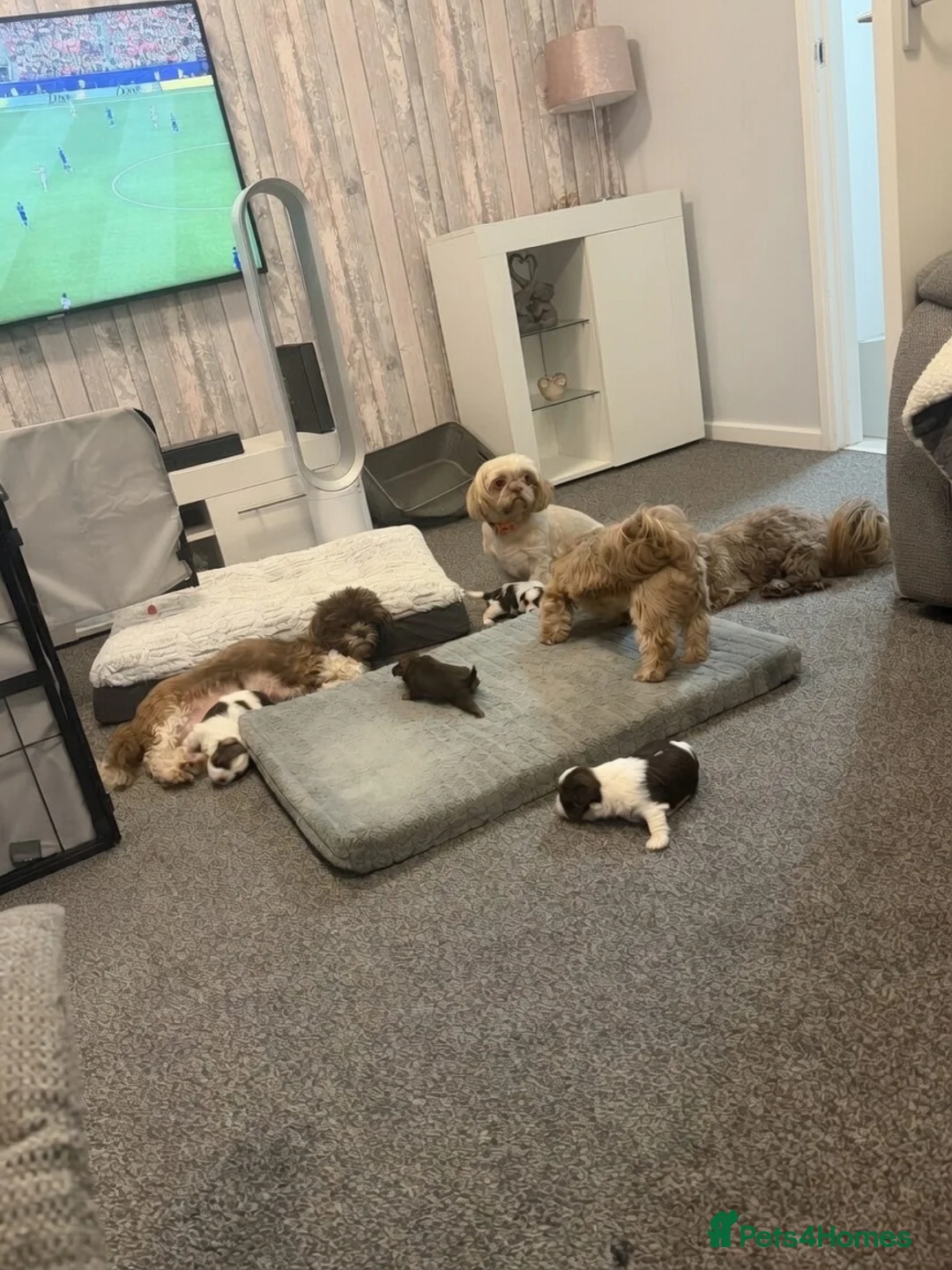 Shih Tzu dogs for sale: Karashishi Full KC imperial Shih-Tzu pups for sale - Advert 2