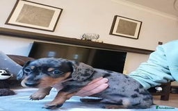 Miniature Dachshund dogs for sale: Affectionate loving silver dapple doxies  - Image 2