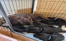Labrador Retriever dogs for sale: Black labrador retreivers - Image 1