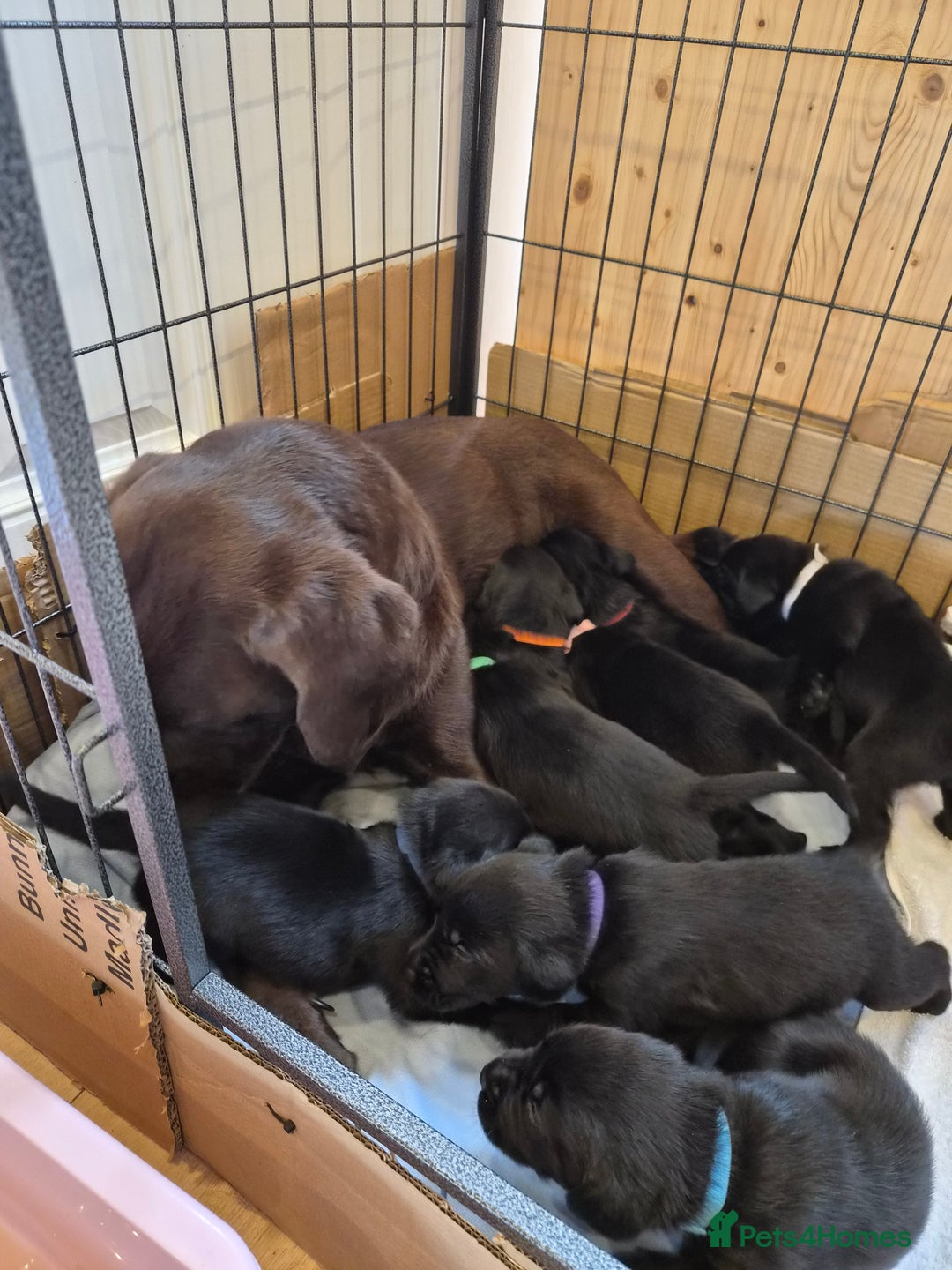 Labrador Retriever dogs for sale: Black labrador retreivers - Image 1