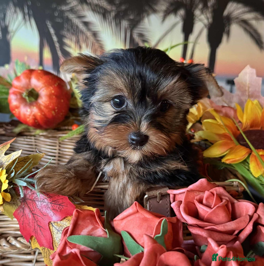 Yorkshire Terrier dogs for sale: Beautiful Pedigree Yorkshire Terrier puppies. - Advert 23