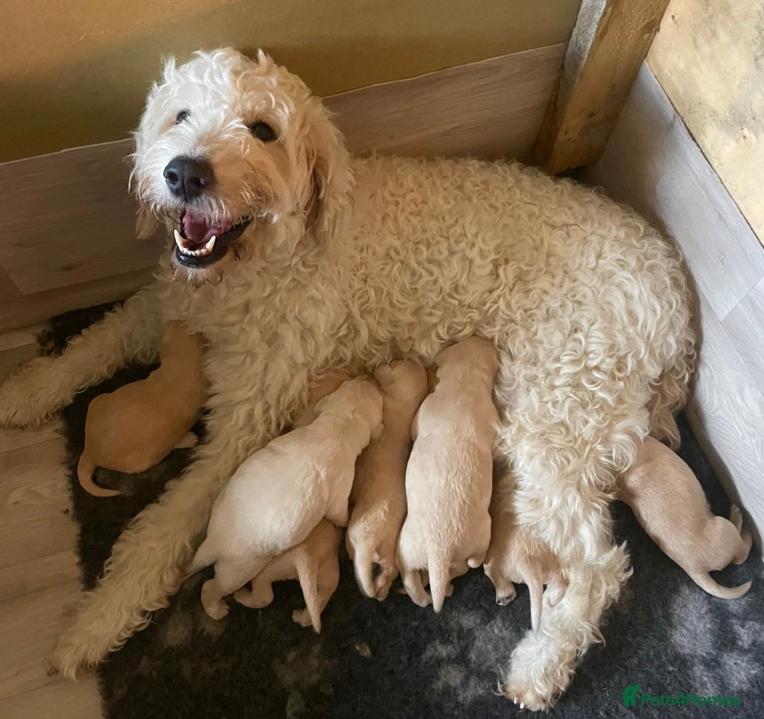 Goldendoodle dogs for sale: Goldendoodle puppies  - Advert 2