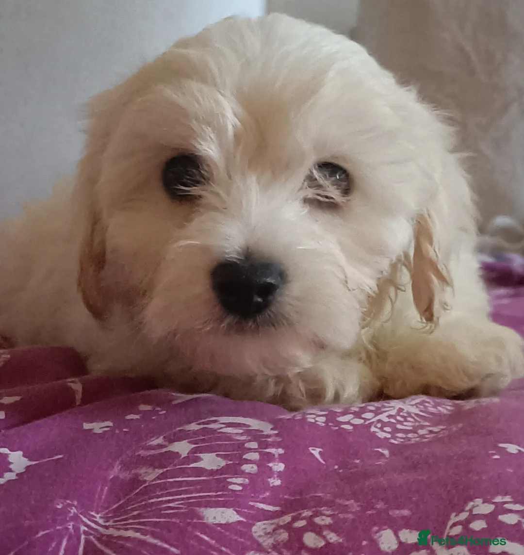 Maltipoo dogs for sale: MALTIPOO Puppies  in Wokingham - Advert 2
