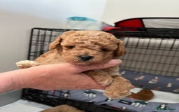 Poochon dogs for sale: 1 female 1 male Poochon puppy.  - Image 10