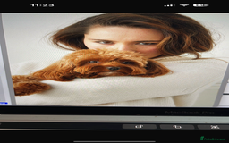 Cavapoo dogs for sale: Beautiful Health Tested F1 Cavapoos 🐶 - Image 7
