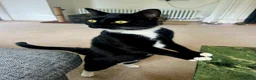 Domestic Shorthair cats for sale: Black and white (tuxedo) shorthaired  - Advert 1