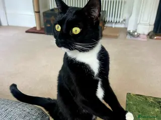 Domestic Shorthair cats Black and white (tuxedo) shorthaired - Advert 2