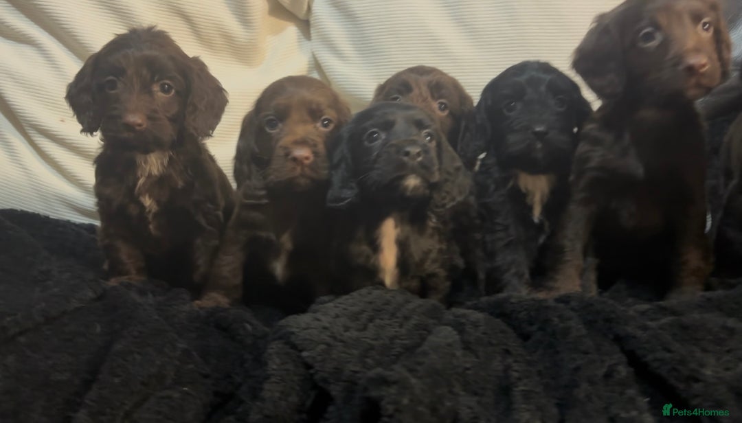 Cockapoo dogs for sale: Adorable F1B Cockapoos❤️💙 🐾 - Advert 24