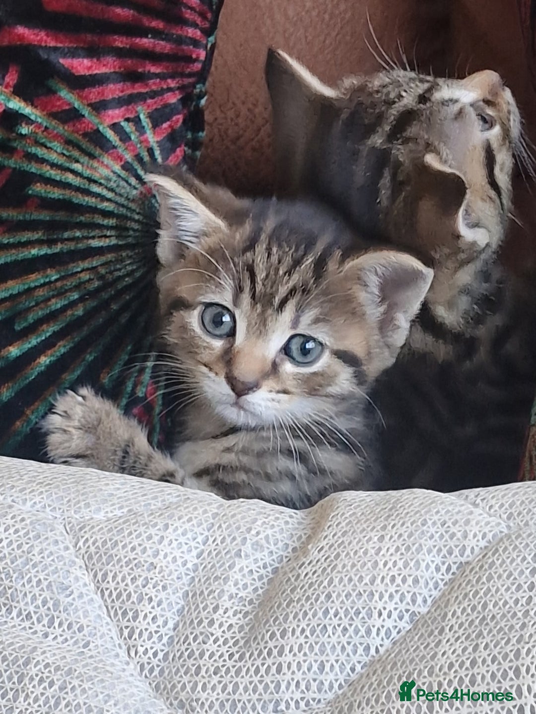 Domestic Shorthair cats for sale: 5 beautiful kittens for sale - Image 14