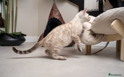 Bengal cats for sale: Frankie-Stunning Snow Bengal-TICA-Available now! - Image 22