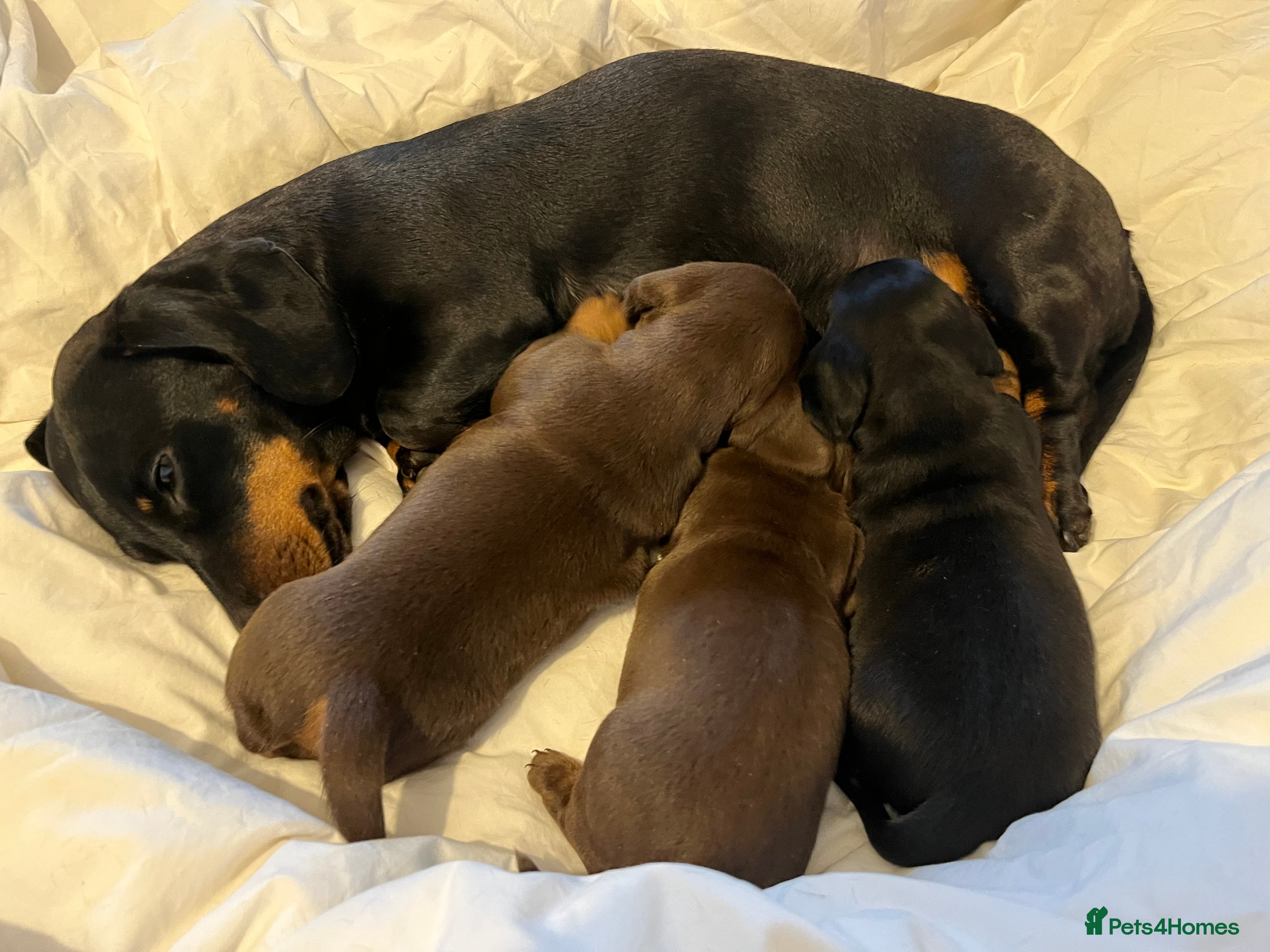 Miniature Dachshund dogs Beautiful KC miniature dachshund puppies - Advert 13
