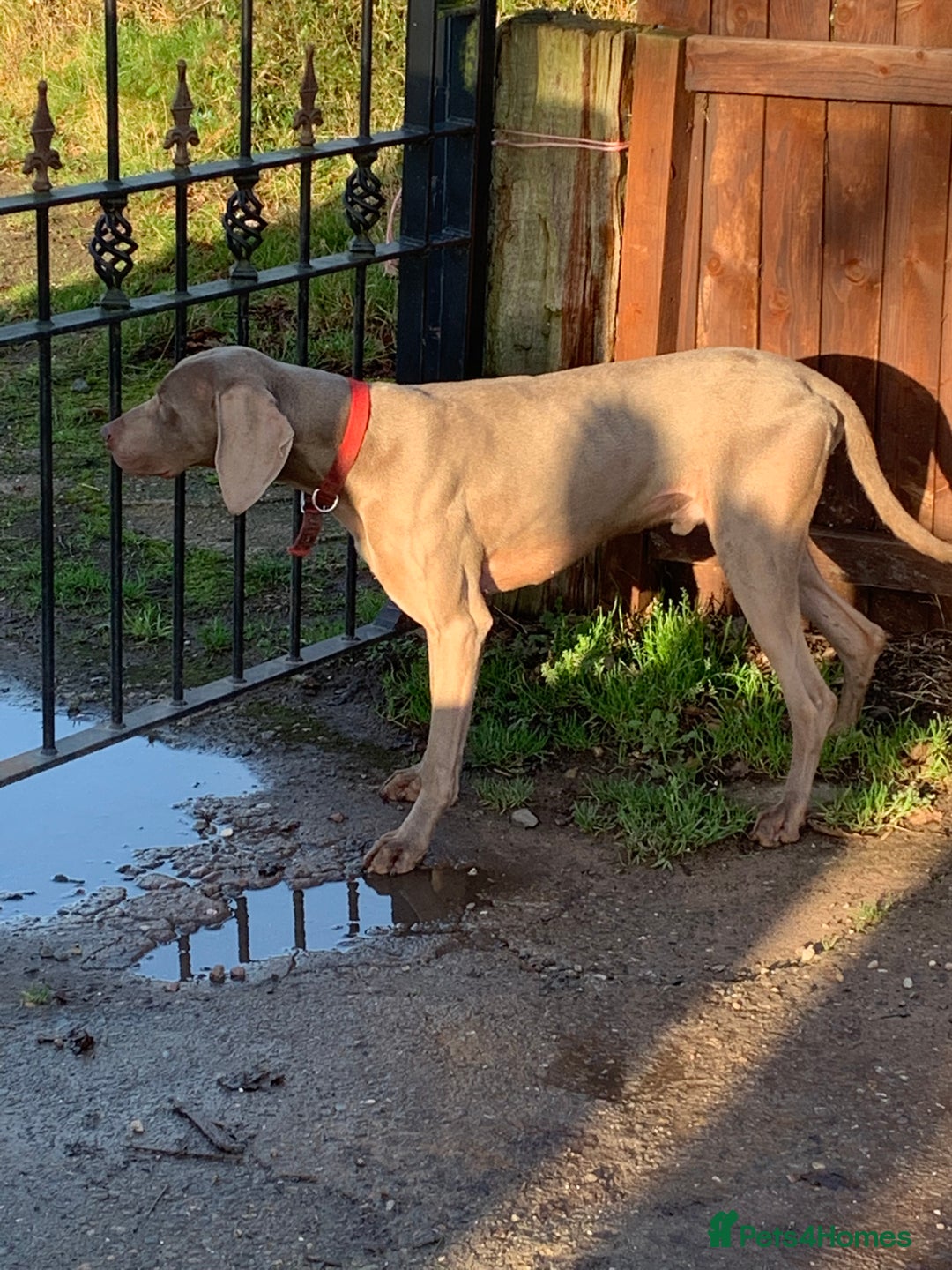 Weimaraner dogs for stud: Weimaranaer in Shrewsbury - Image 2