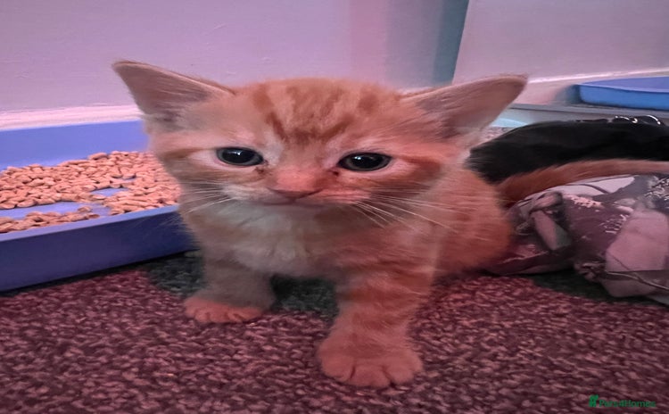 Mixed Breed cats - Advert 3