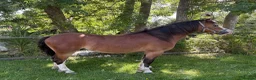 Welsh Section A horses for sale: Very pretty 4 year old gelding  - Advert 2