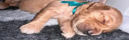 Golden Retriever dogs for sale: KC Golden Retrievers - Health Tested & Home Raised in Trowbridge - Advert 31