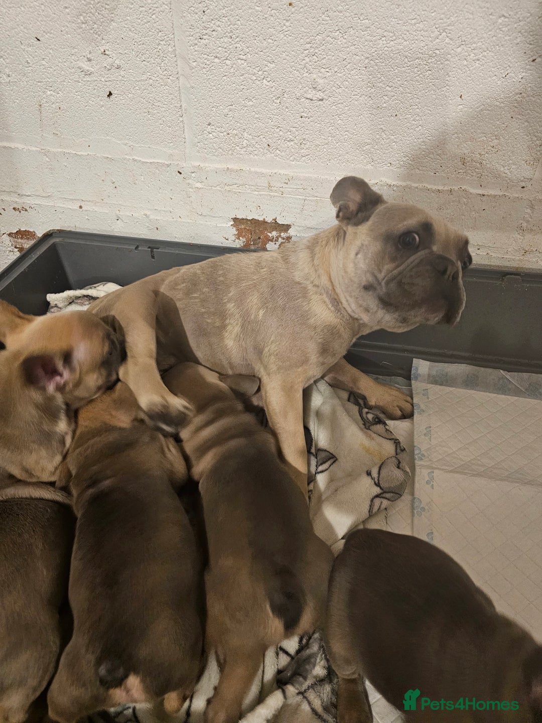 French Bulldog dogs for sale: Beautiful french bulldog puppies  - Image 15