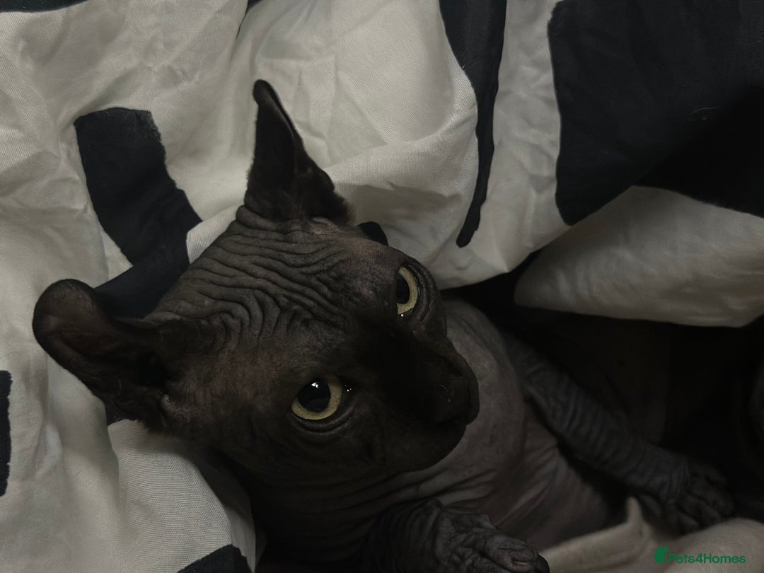 Sphynx cats for stud: Stunning blue Elf - Advert 12