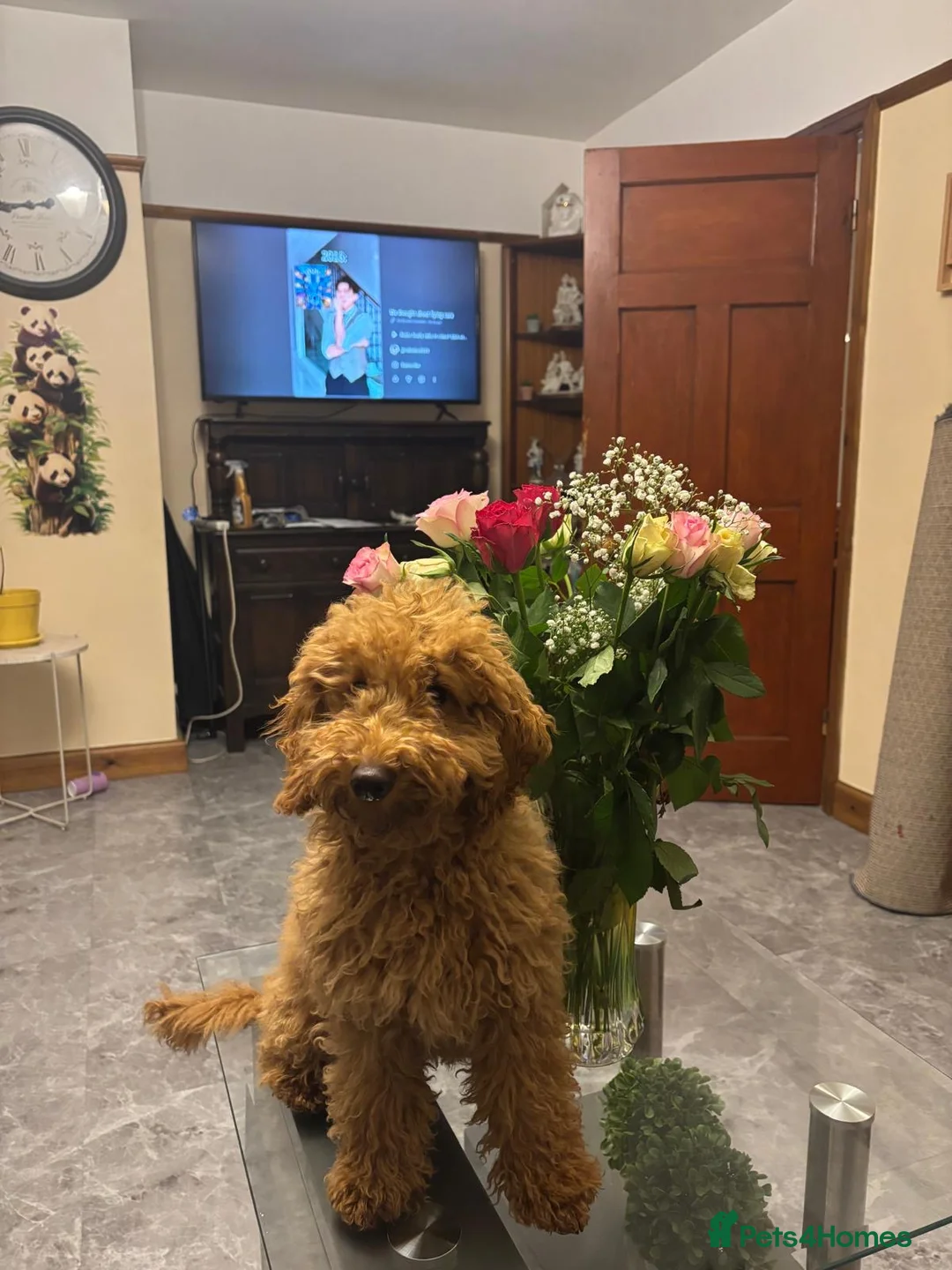 Mixed Breed dogs for sale: Jacky - poodle. - Advert 1