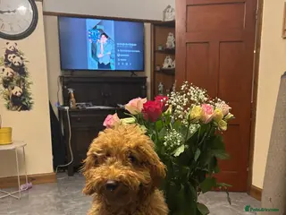 Mixed Breed dogs Jacky - poodle. - Advert 1