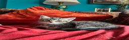 Pixie Bob cats for sale: Pixie Bob kittens - Polydactyl and non polydactyl - Advert 15