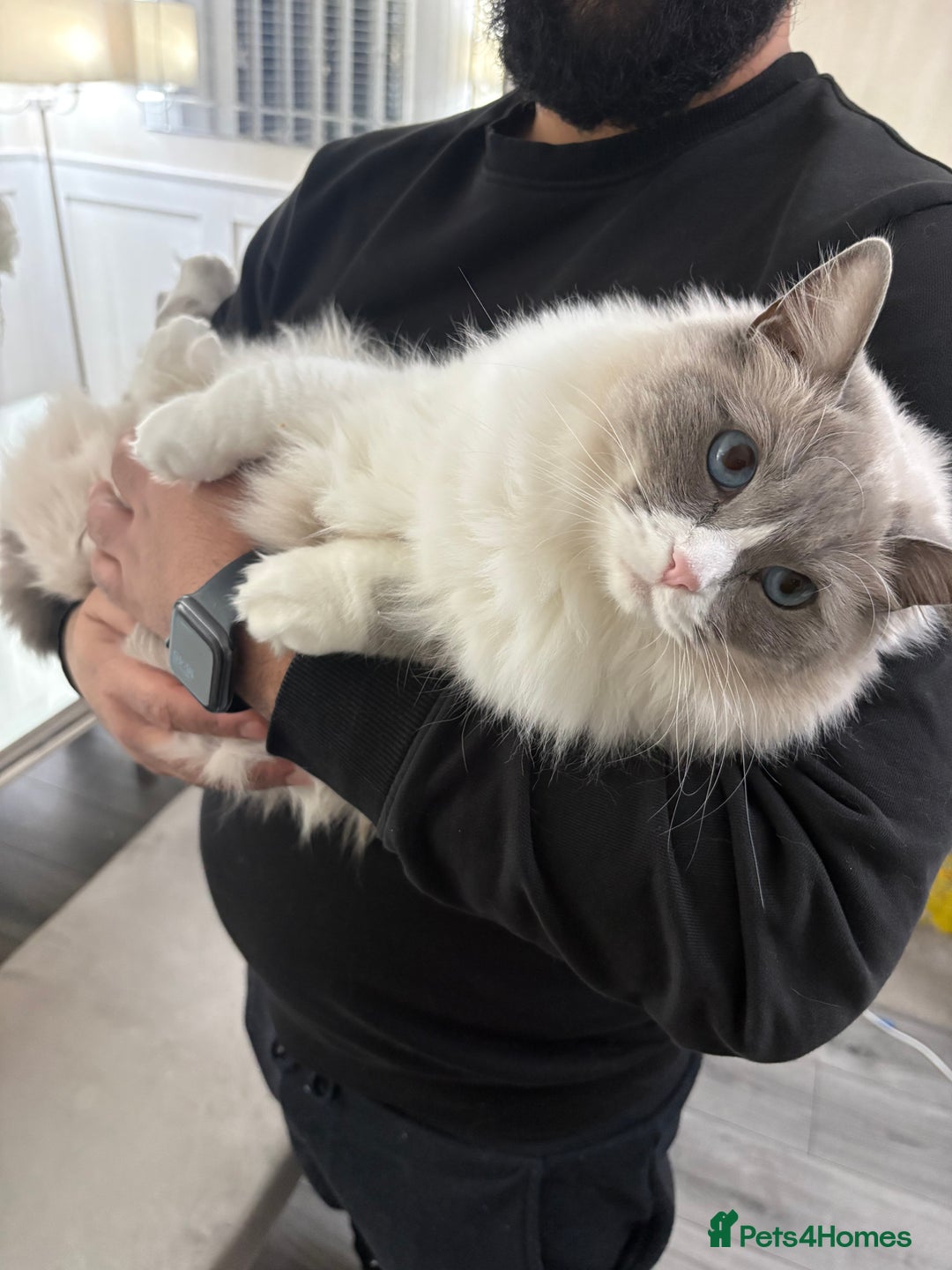 Ragdoll cats for sale: 2.5Yo Female Ragdoll  - Advert 7