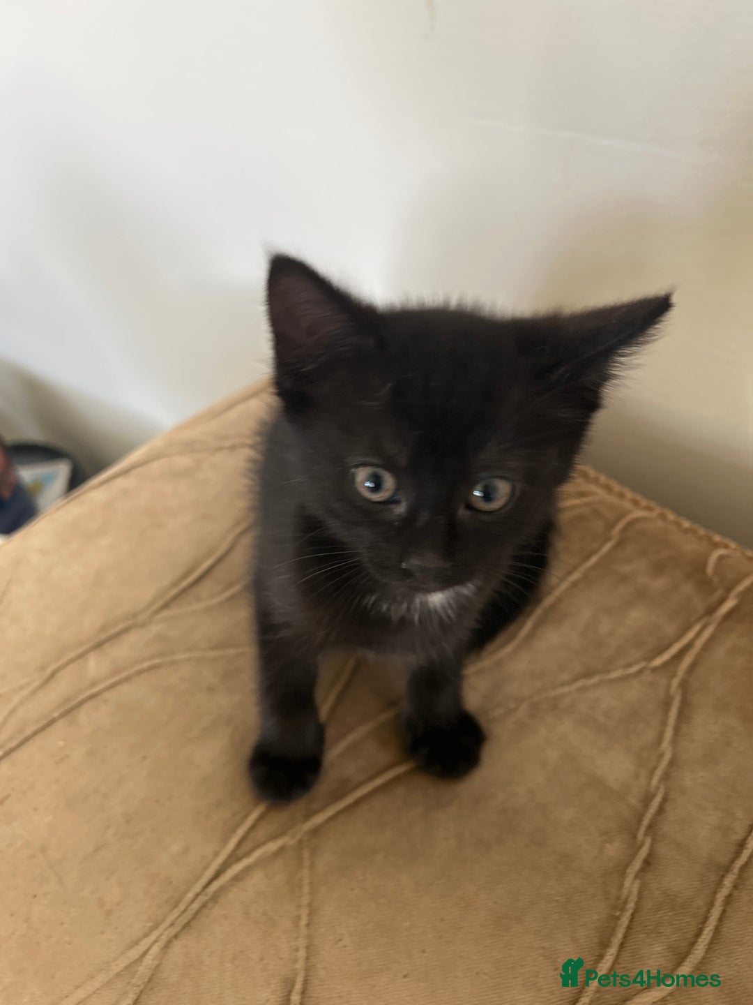 Mixed Breed cats for sale: Black Kittens  - Image 2