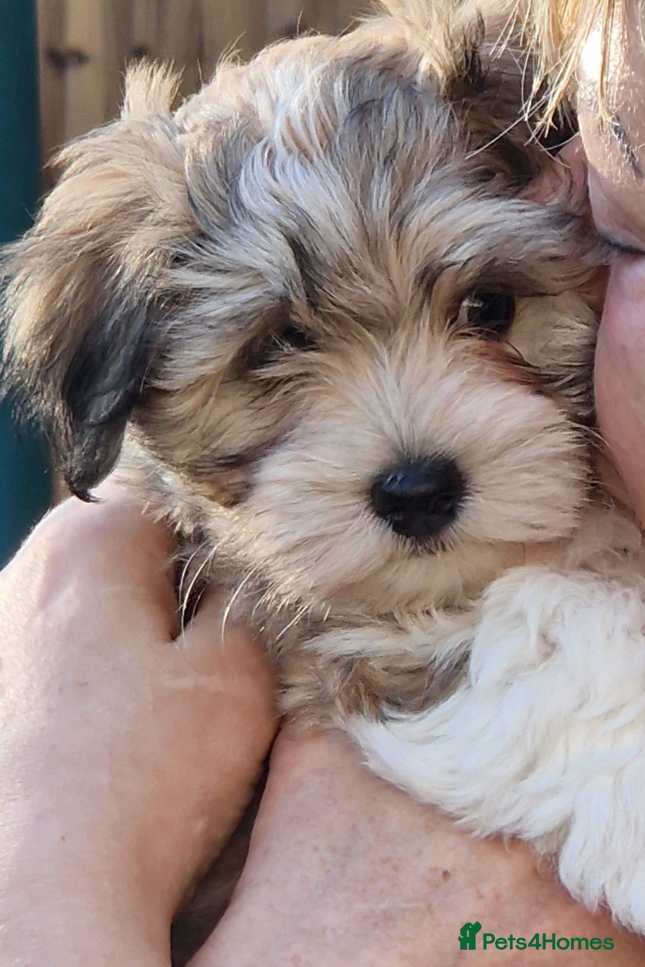 Havanese dogs Stunning KC Registered Havenese Puppies available  - Advert 1