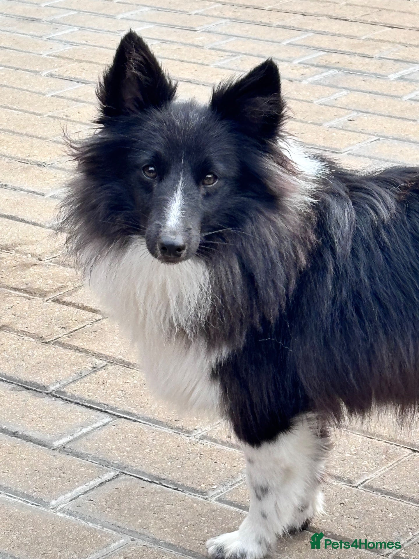 Shetland Sheepdog dogs Beautiful black bi girl  - Advert 1
