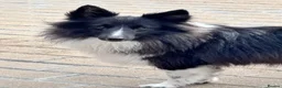 Shetland Sheepdog dogs for sale: Beautiful black bi girl  - Advert 1