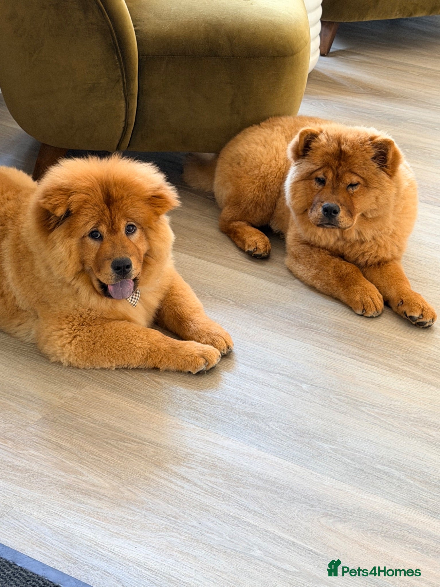 Chow Chow dogs Beautiful and exquisite female pup - PLEASE READ  - Advert 1
