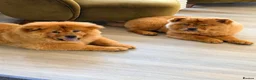 Chow Chow dogs for sale: Beautiful and exquisite female pup - PLEASE READ  - Advert 1