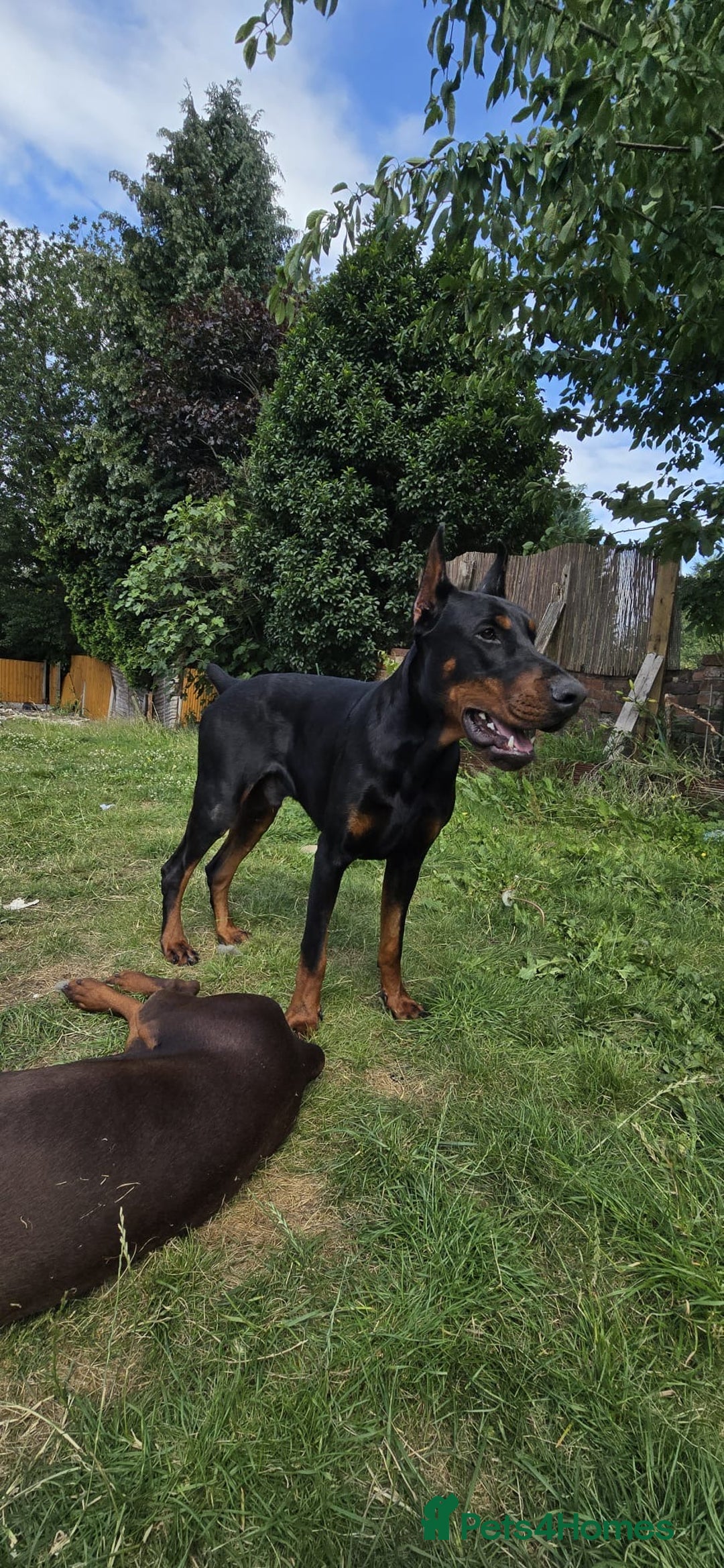 Dobermann dogs for sale: European Male Doberman imported from - Advert 3