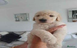 Standard Poodle dogs for sale: Stunning KC Standard Poodle Puppies for sale - Image 9