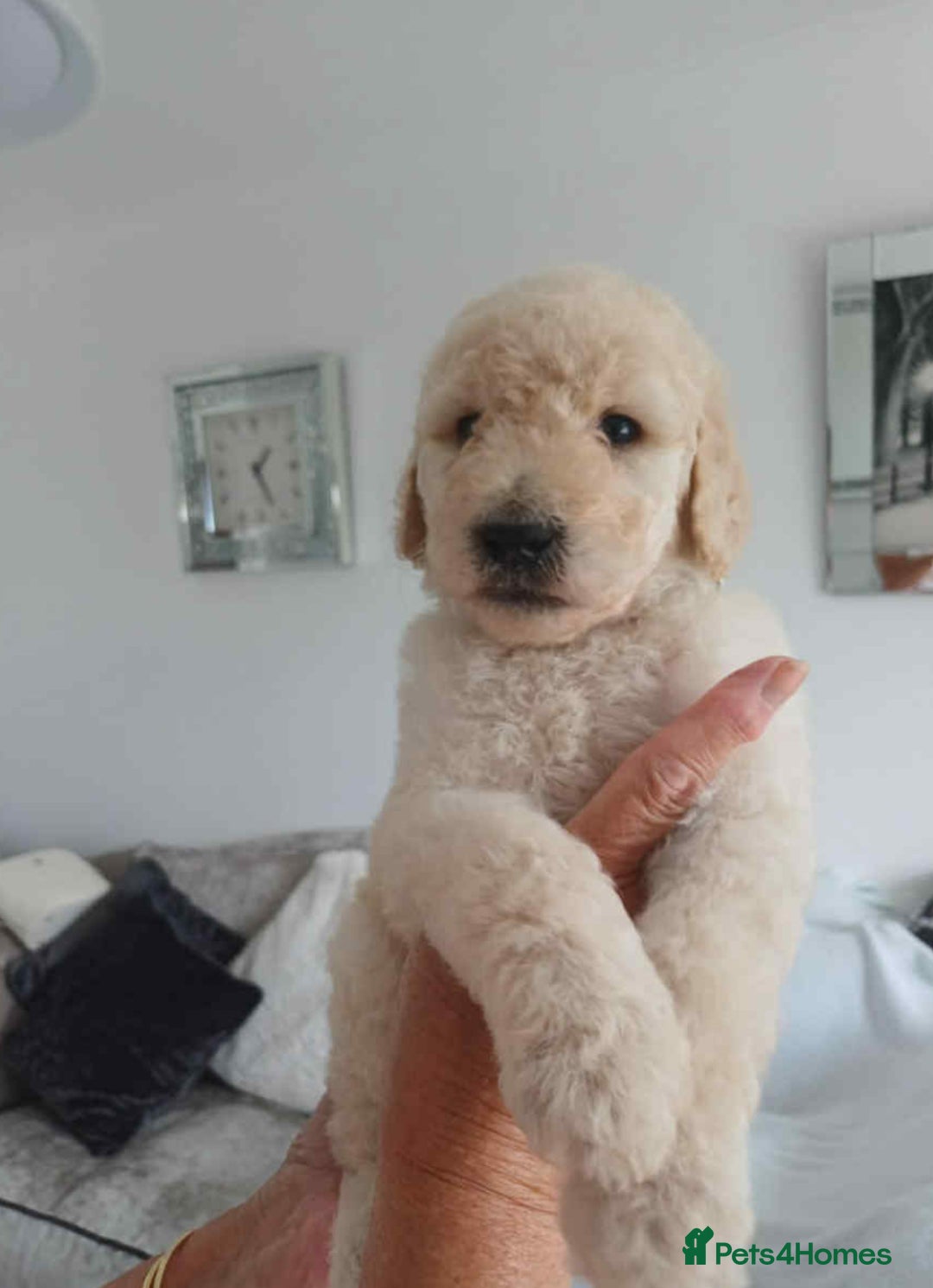 Standard Poodle dogs for sale: Stunning KC Standard Poodle Puppies for sale - Image 9