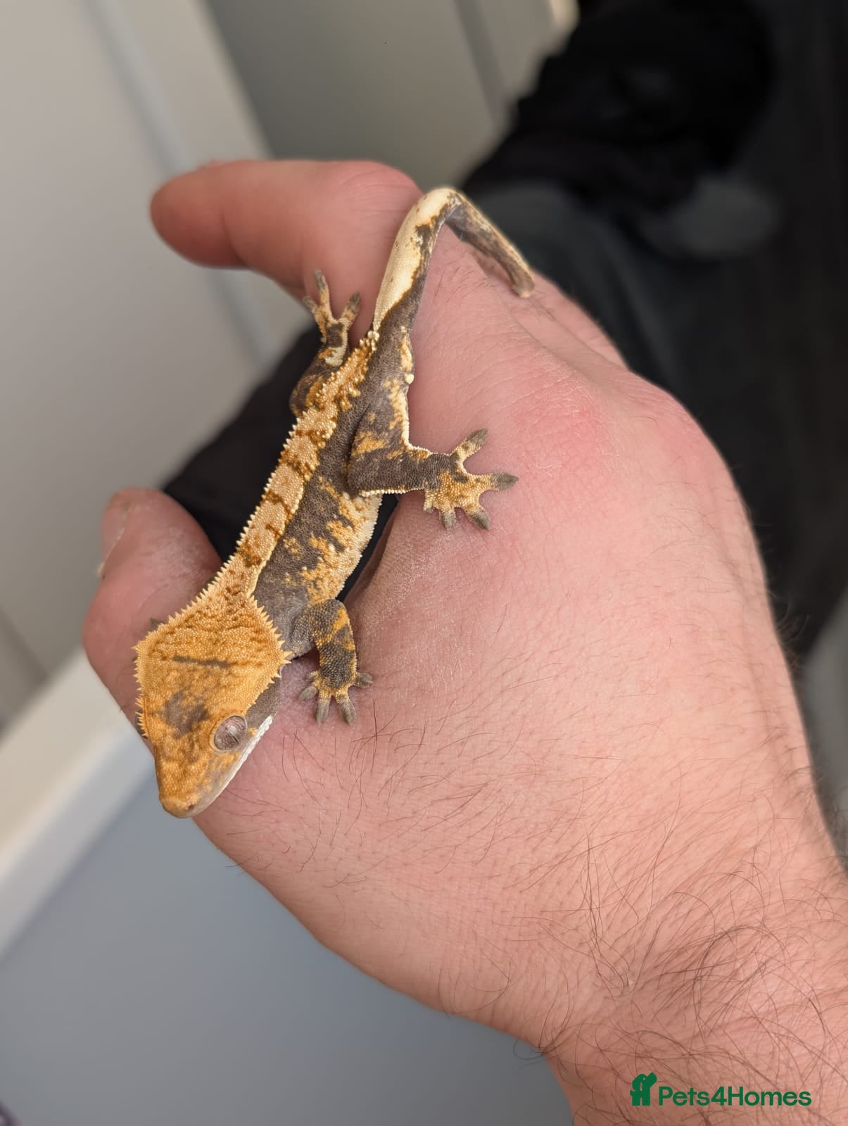 Gecko reptiles Various crested geckos for sale - Advert 10