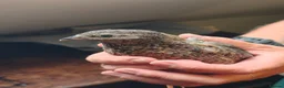 Quail poultry for sale: Free to good home, Cortunix males. - Advert 6