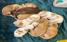 Cocker Spaniel dogs for sale: 4⭐️Licensed KC Reg English Show Cocker Spaniel - Image 4