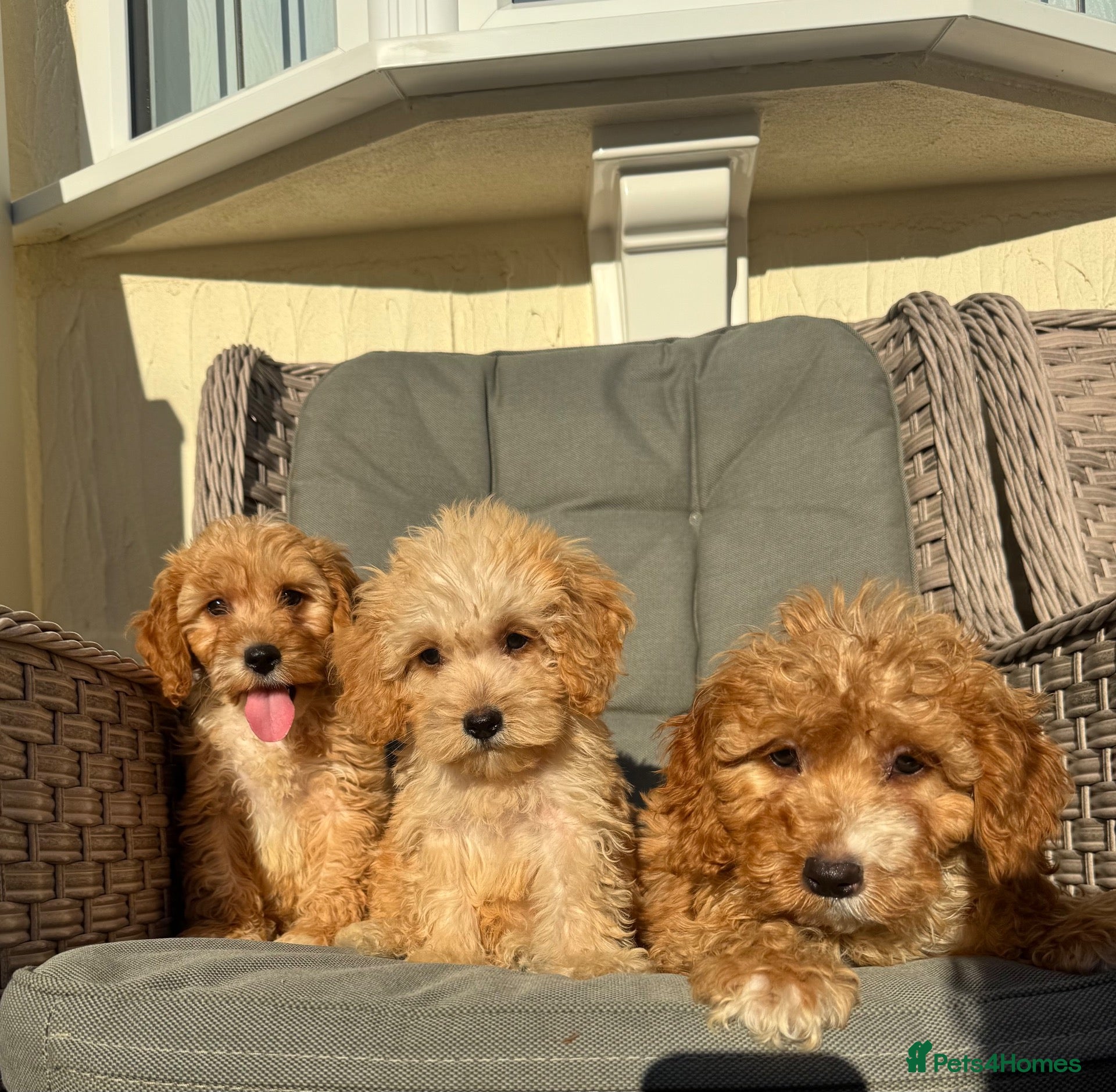 Cockapoo dogs F1 pra clear Cockapoos (council licensed) - Advert 2