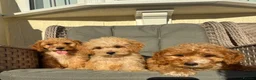 Cockapoo dogs for sale: F1 pra clear Cockapoos (council licensed) - Advert 2