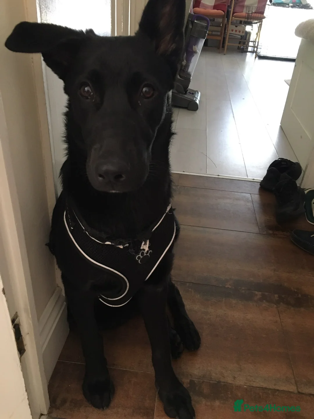 German Shepherd dogs for sale: 6 Month Old puppy for sale in Barnet - Advert 1